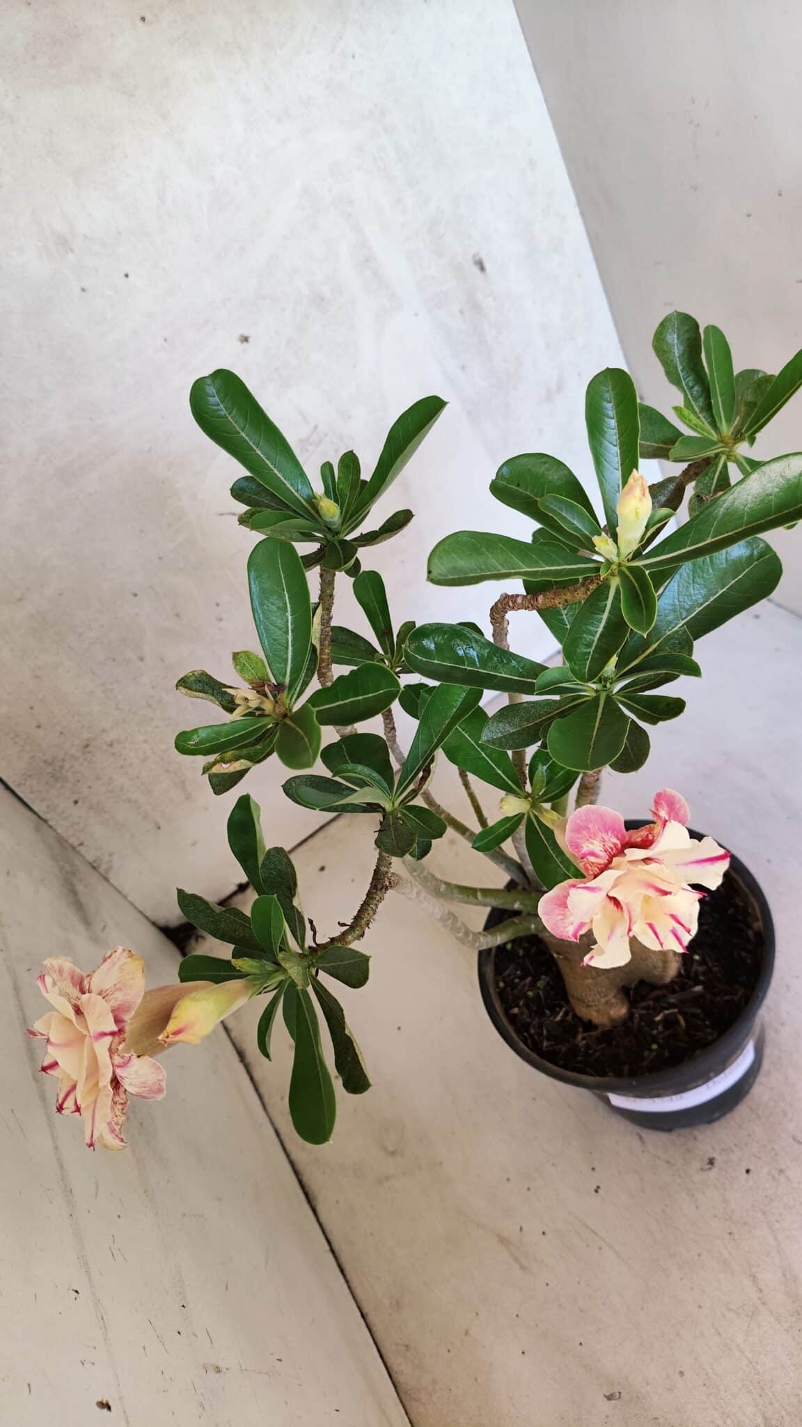 Planta Dobrada 3749 – 35cm – 03 anos - foto 5
