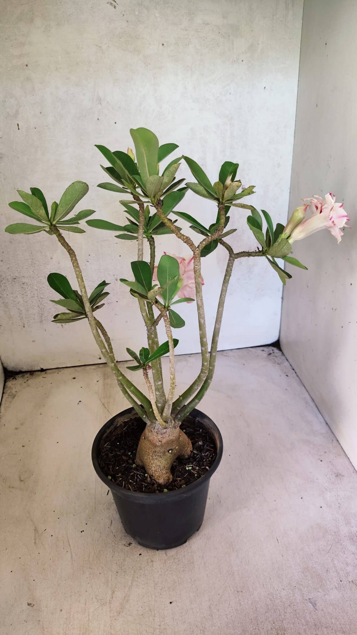 Planta Dobrada 3749 – 35cm – 03 anos - foto 7