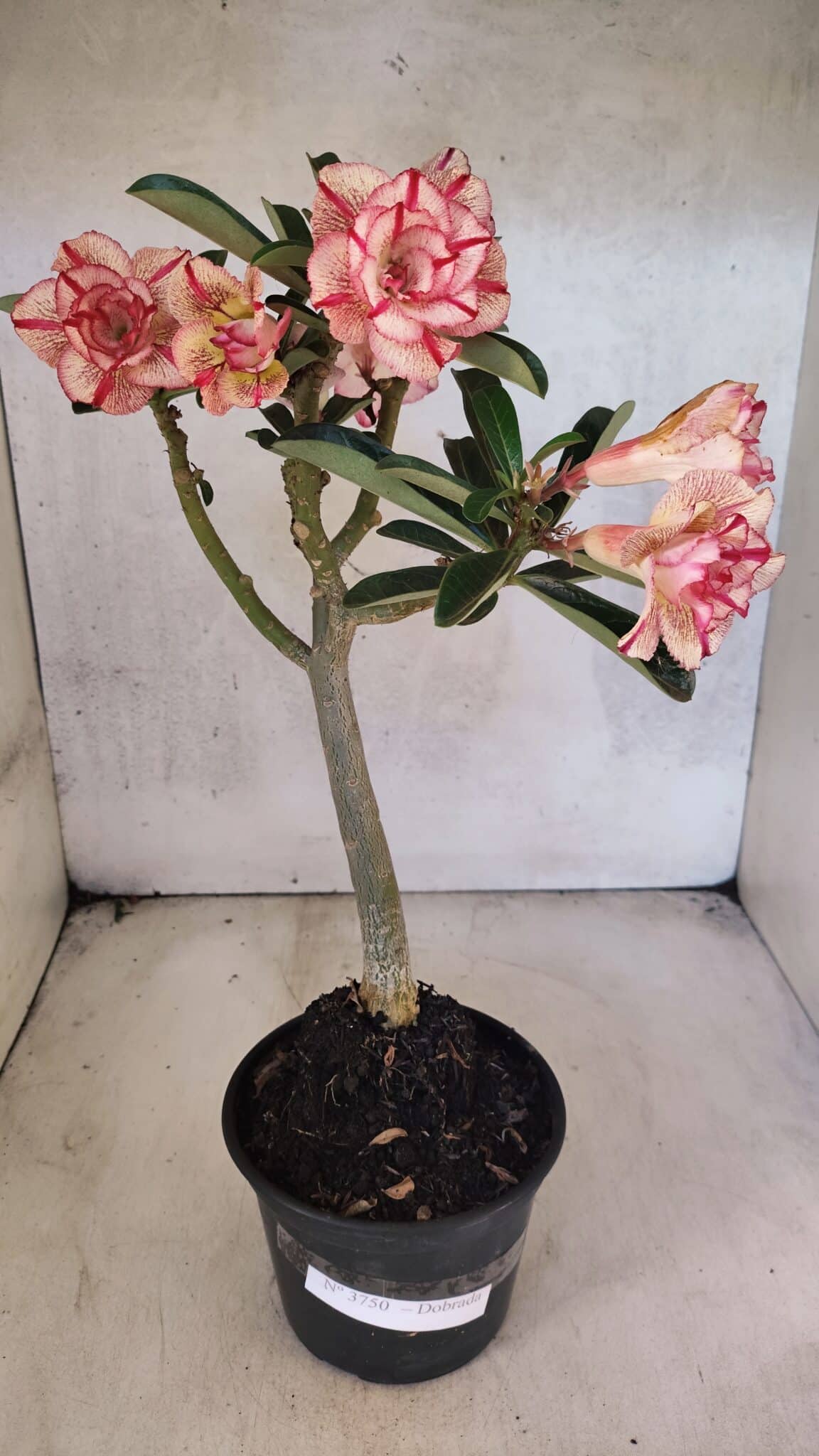 Planta Dobrada 3750 – 30cm – 03 anos - foto 2