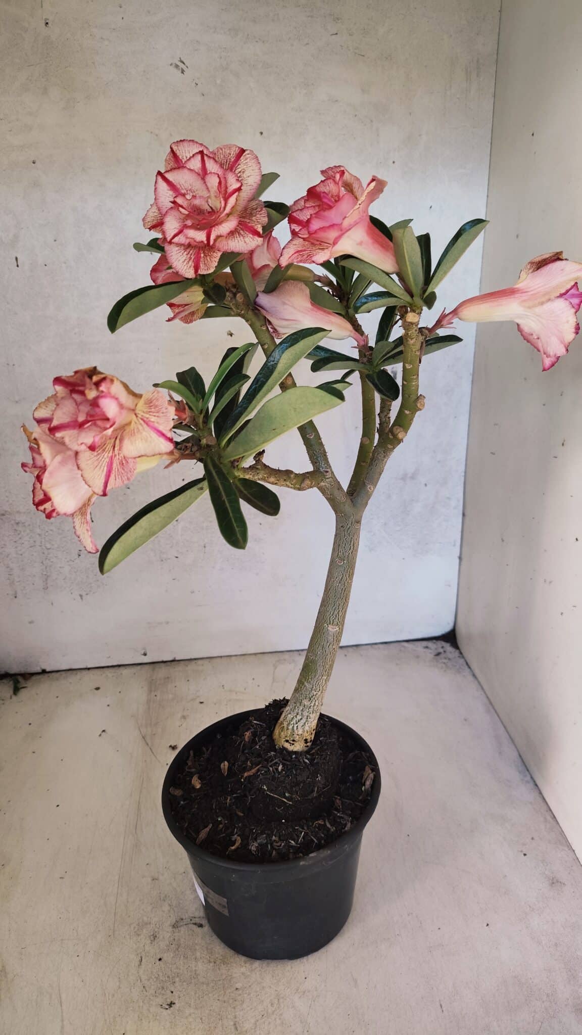 Planta Dobrada 3750 – 30cm – 03 anos - foto 8