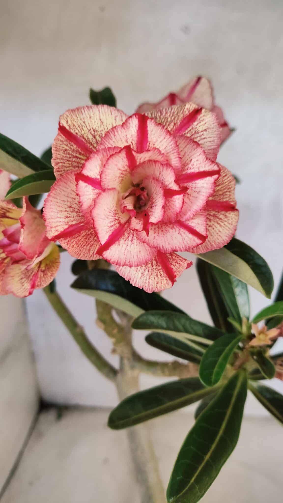 Planta Dobrada 3750 – 30cm – 03 anos - foto 5