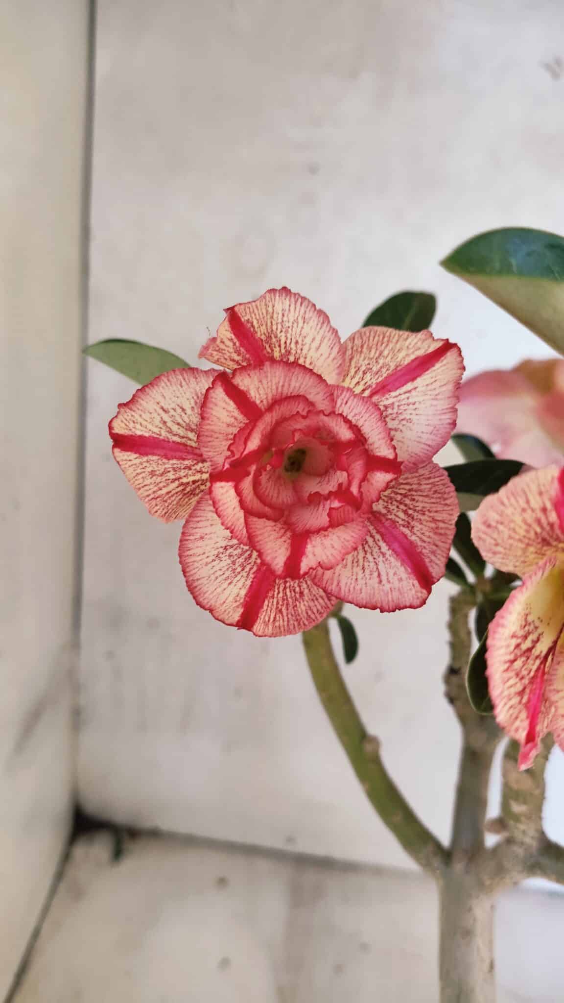 Planta Dobrada 3750 – 30cm – 03 anos - foto 7