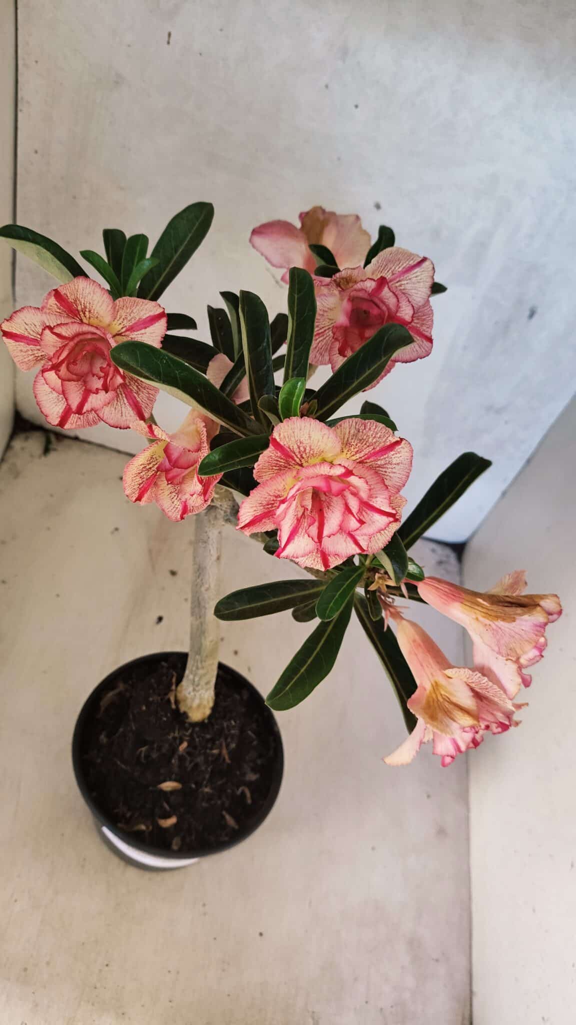 Planta Dobrada 3750 – 30cm – 03 anos - foto 6