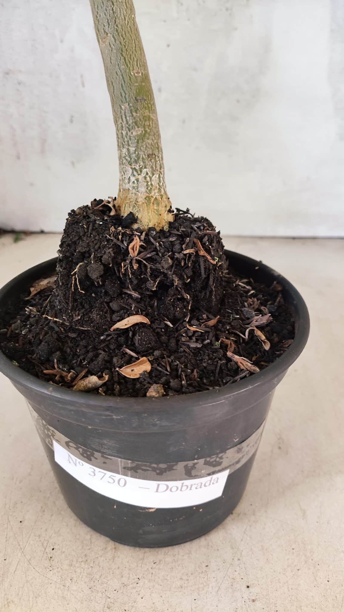 Planta Dobrada 3750 – 30cm – 03 anos - foto 11