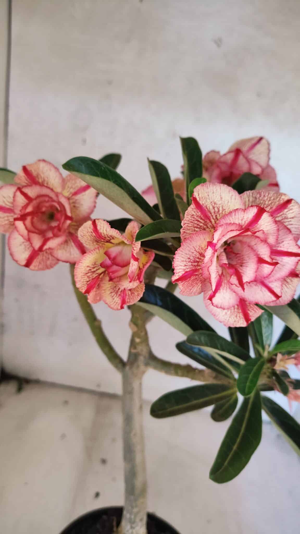 Planta Dobrada 3750 – 30cm – 03 anos - foto 4