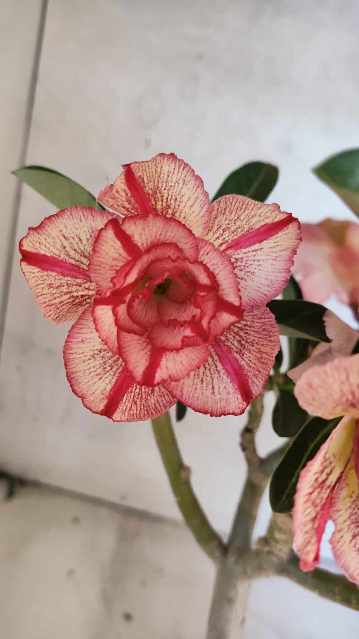 Planta Dobrada 3750 – 30cm – 03 anos - foto 3