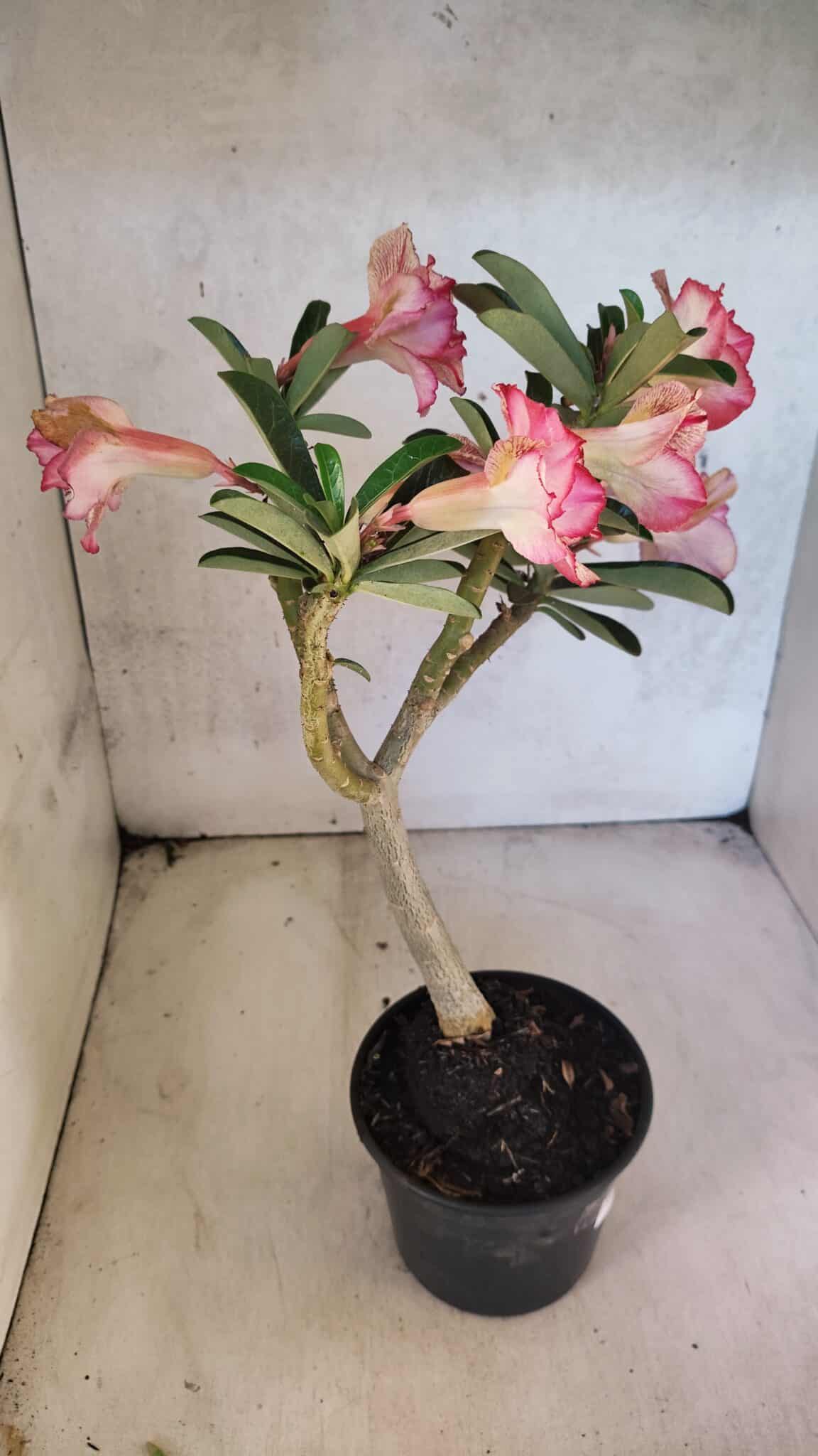 Planta Dobrada 3750 – 30cm – 03 anos - foto 10