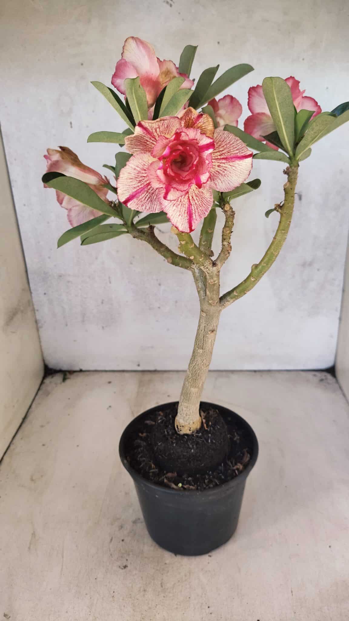 Planta Dobrada 3750 – 30cm – 03 anos - foto 9