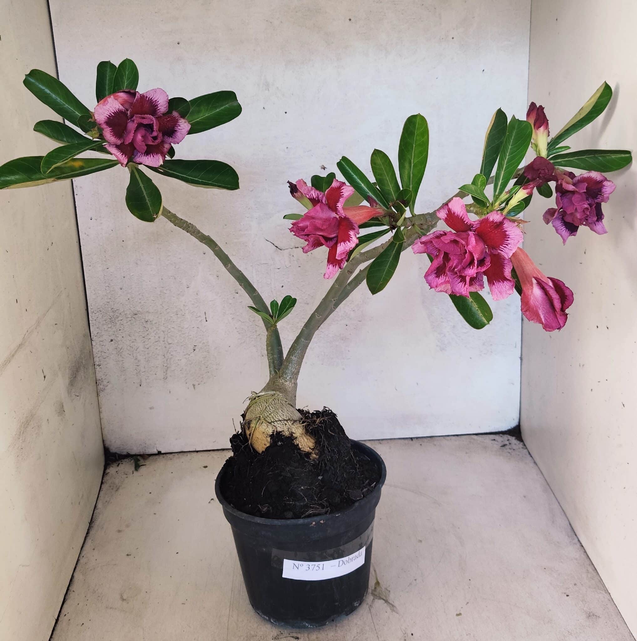 Planta Dobrada 3751 – 35cm – 03 anos - foto 2