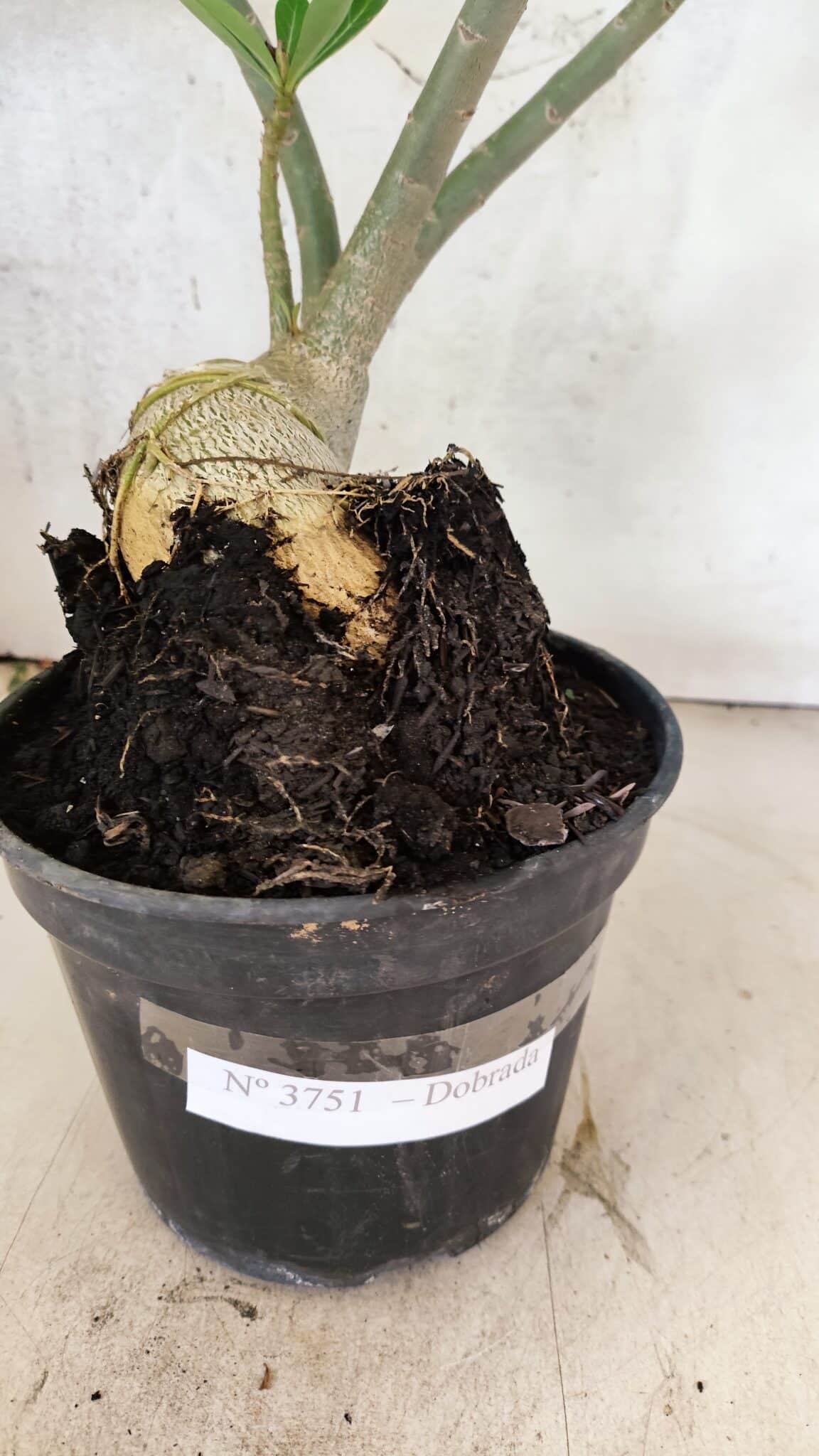 Planta Dobrada 3751 – 35cm – 03 anos - foto 9
