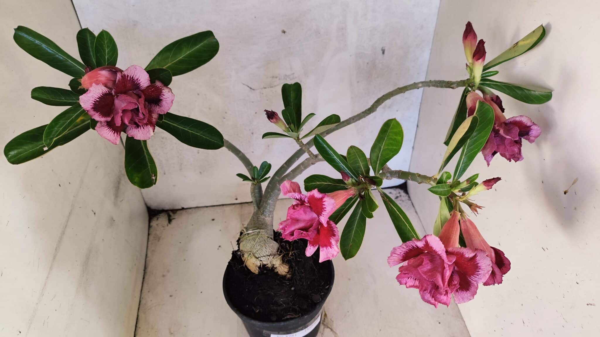 Planta Dobrada 3751 – 35cm – 03 anos - foto 8