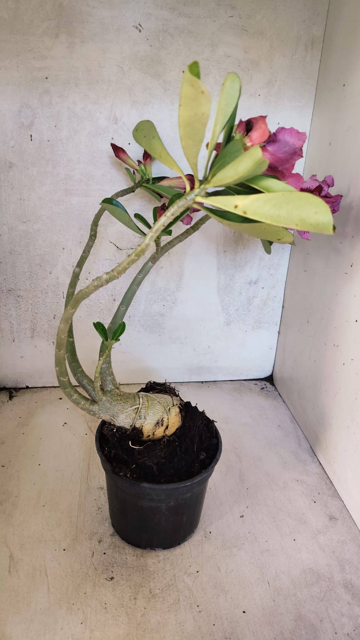 Planta Dobrada 3751 – 35cm – 03 anos - foto 7