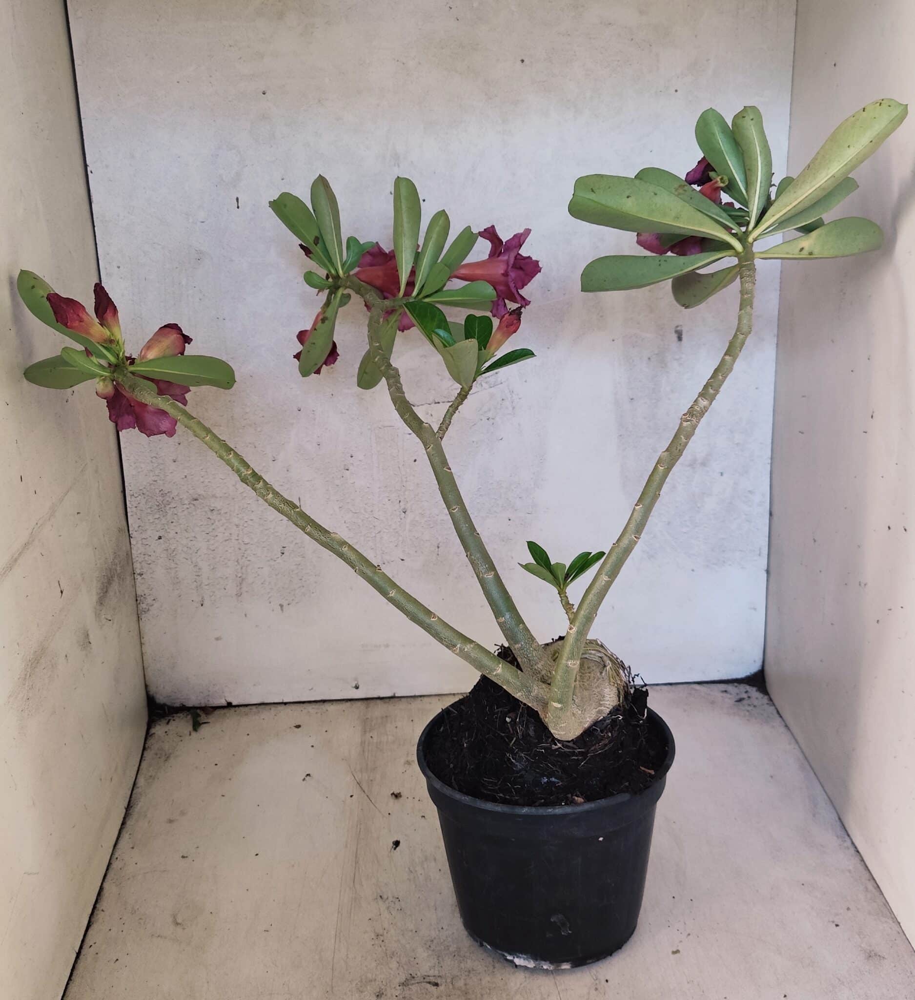 Planta Dobrada 3751 – 35cm – 03 anos - foto 6