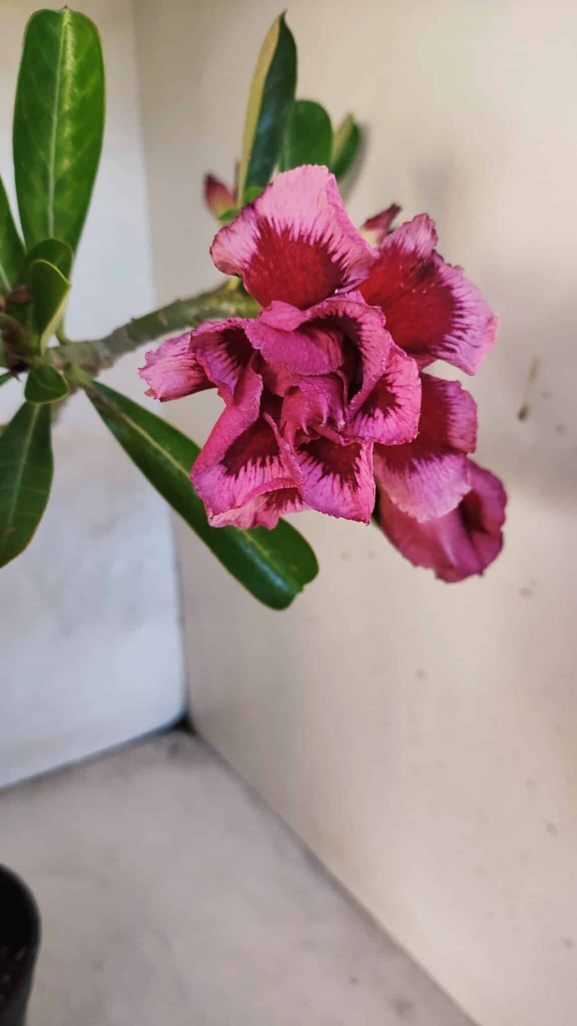 Planta Dobrada 3751 – 35cm – 03 anos - foto 5