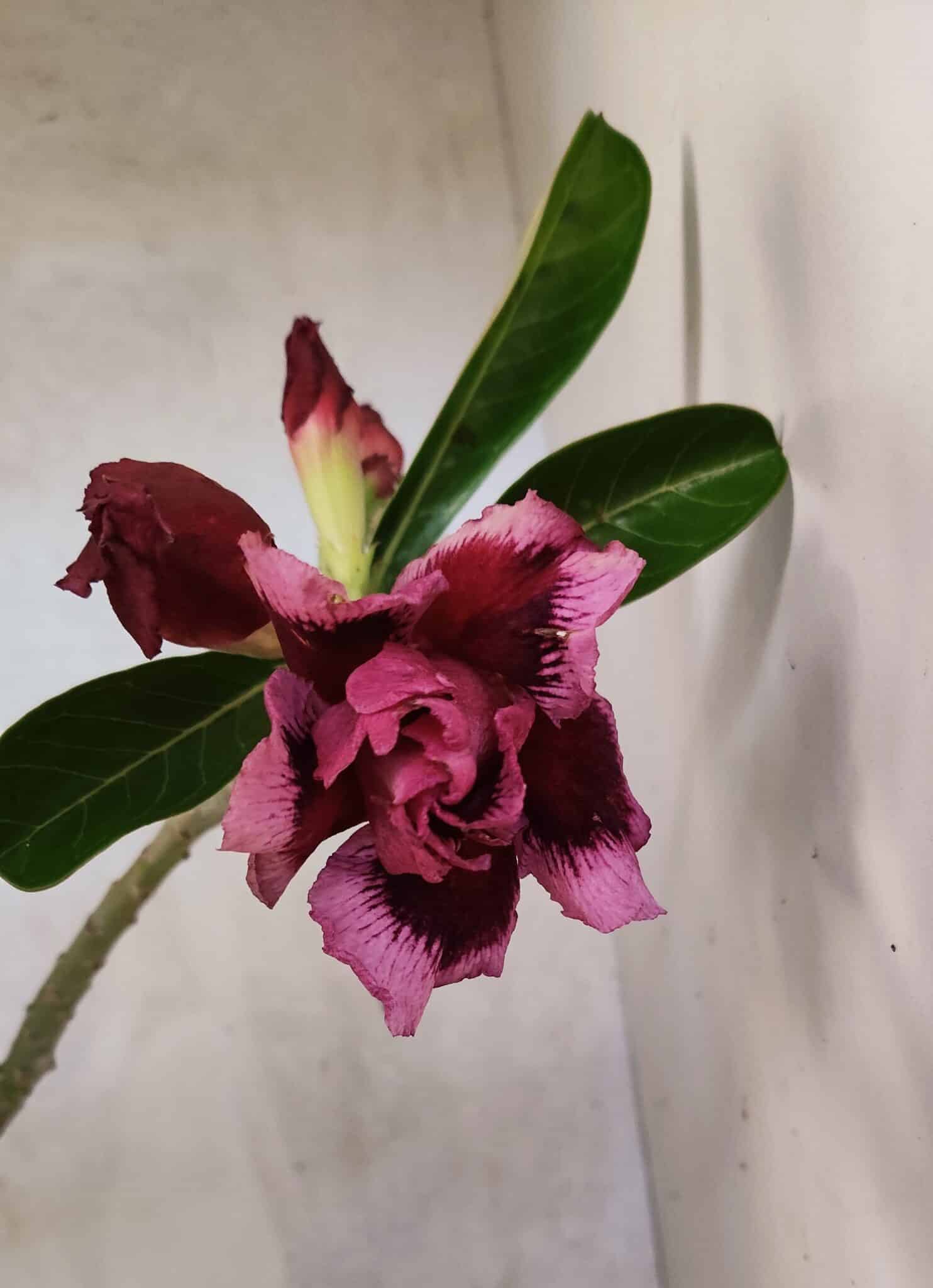 Planta Dobrada 3751 – 35cm – 03 anos - foto 4