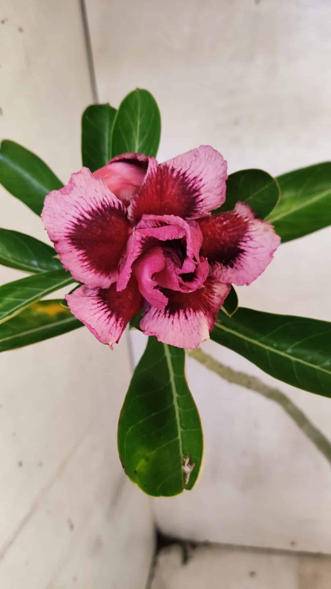 Planta Dobrada 3751 – 35cm – 03 anos - foto 3