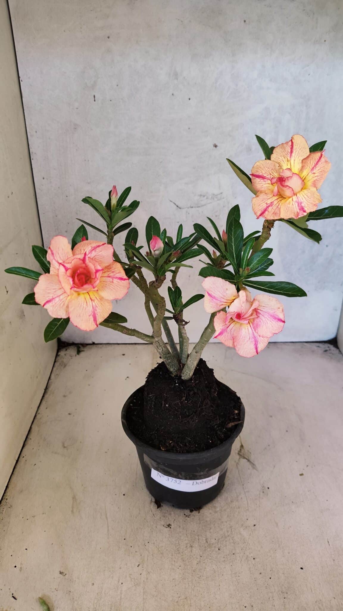 Planta Dobrada 3752 – 30cm – 03 anos - imagem 2