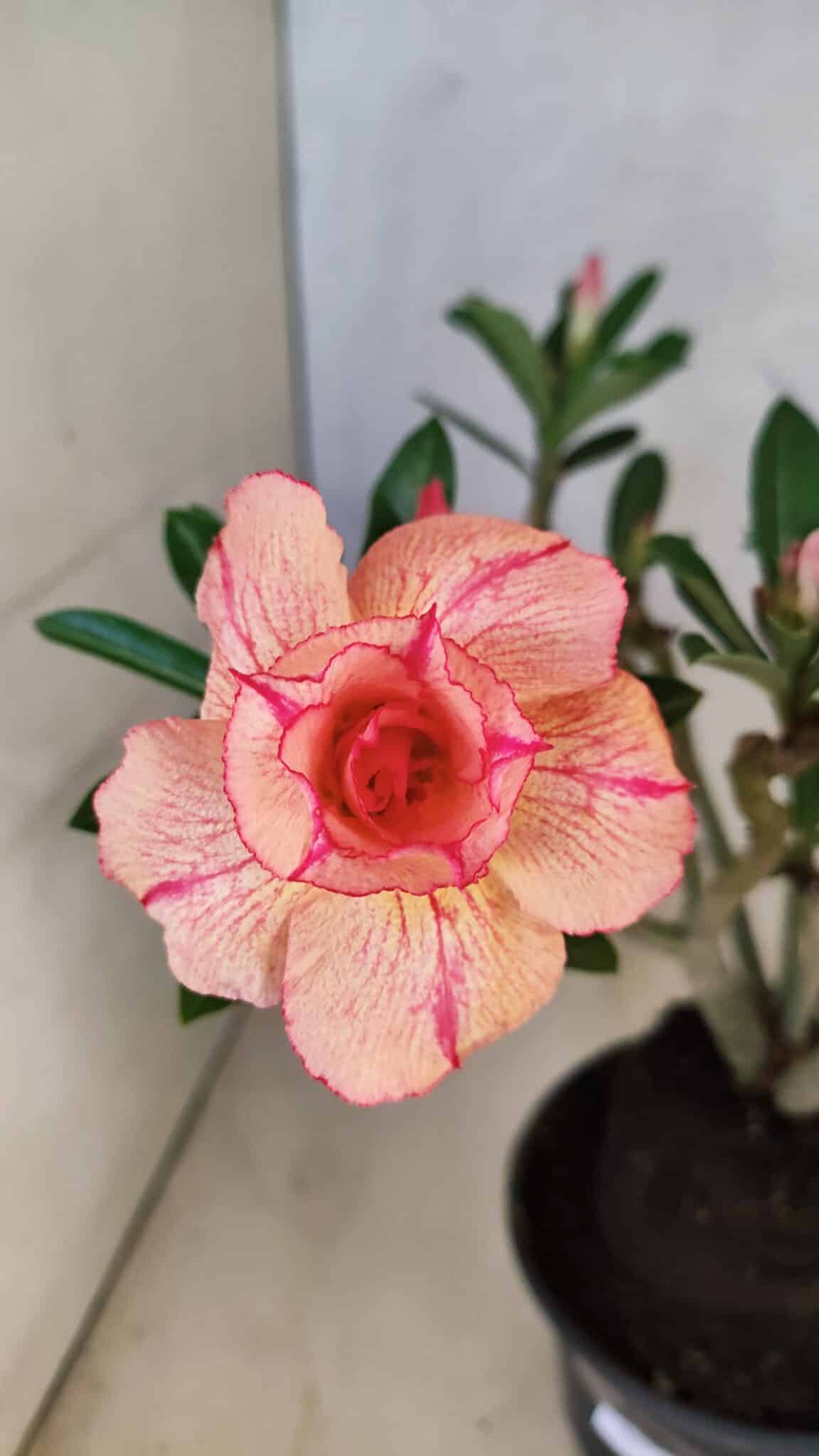 Planta Dobrada 3752 – 30cm – 03 anos - imagem 4