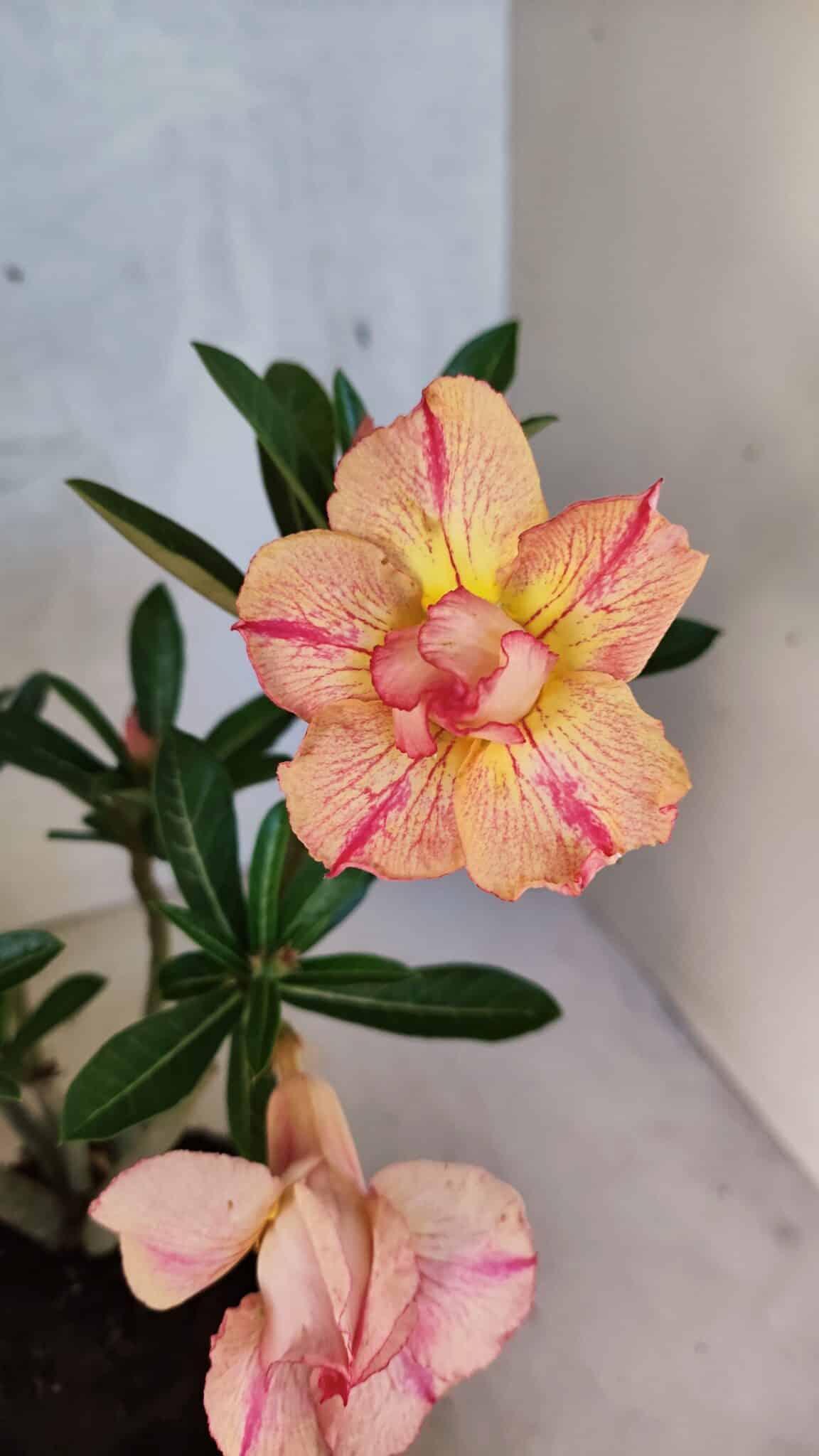 Planta Dobrada 3752 – 30cm – 03 anos - imagem 9