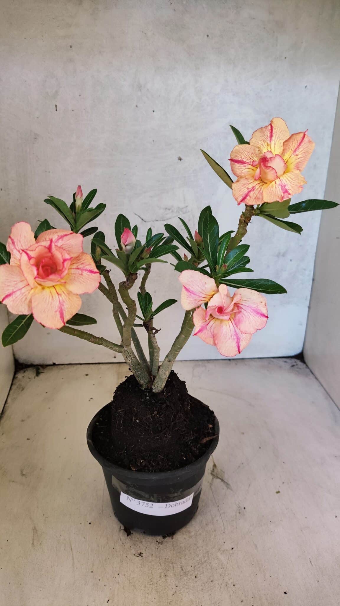 Planta Dobrada 3752 – 30cm – 03 anos - imagem 5