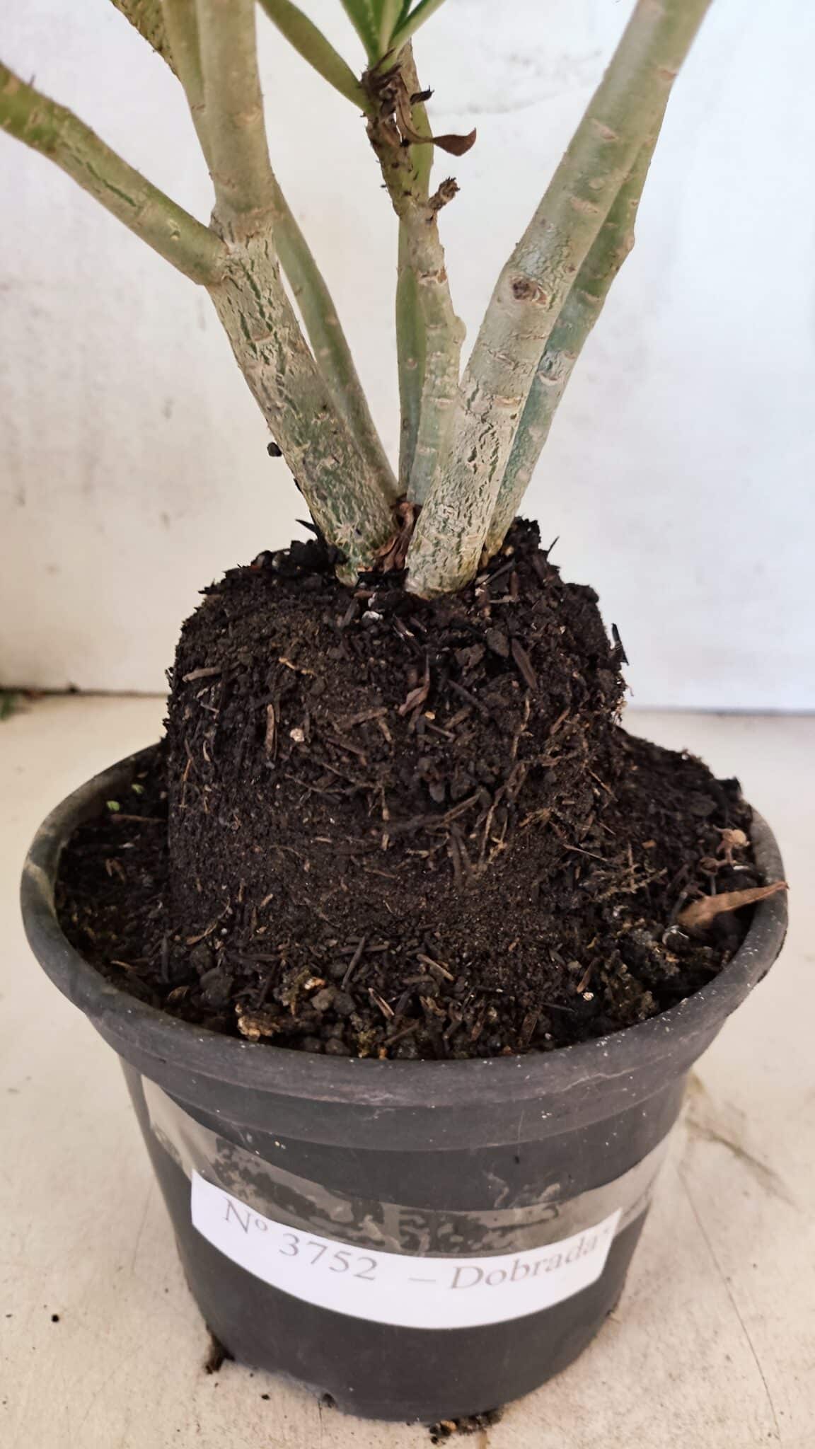 Planta Dobrada 3752 – 30cm – 03 anos - imagem 8