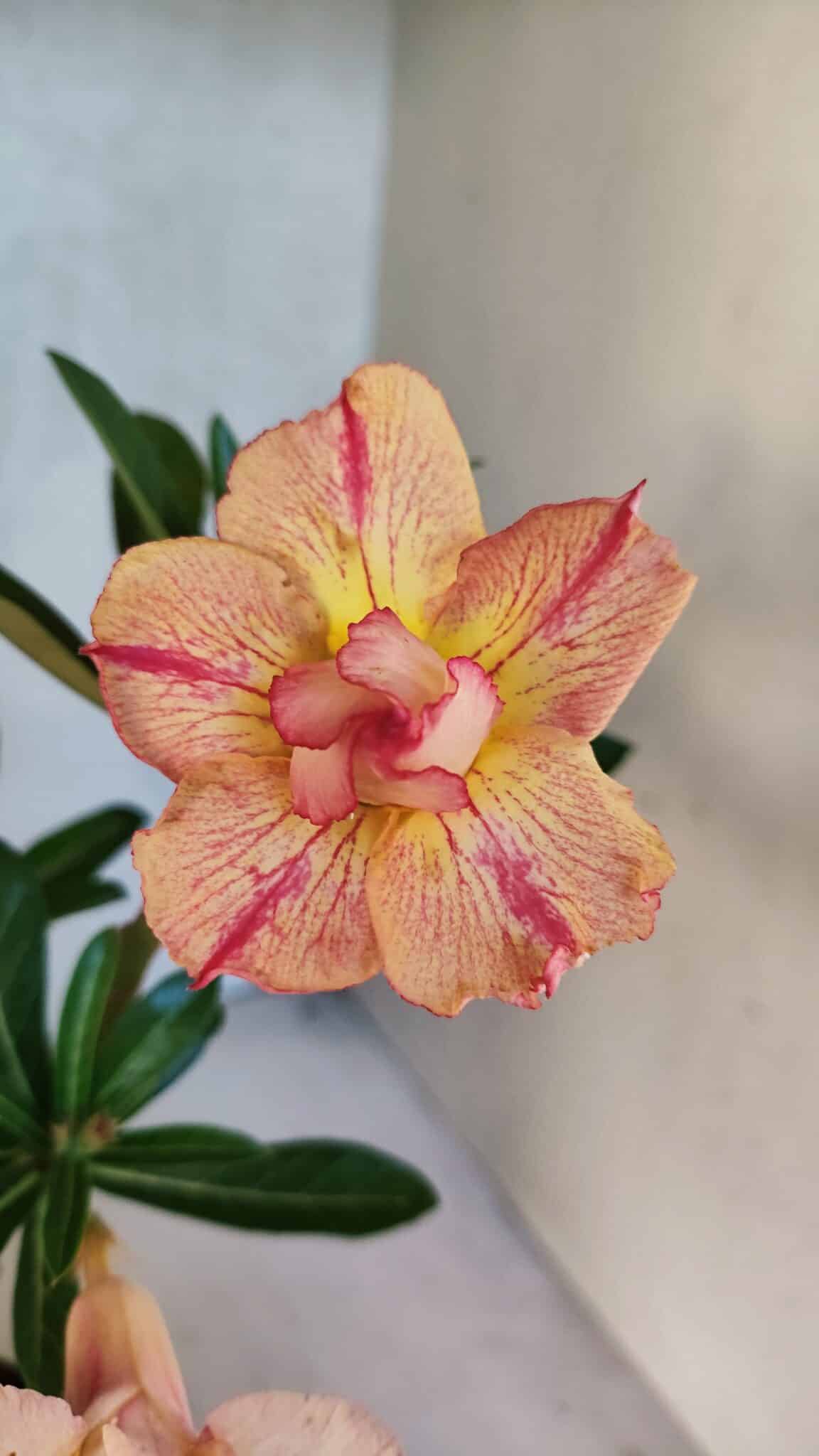 Planta Dobrada 3752 – 30cm – 03 anos - imagem 3