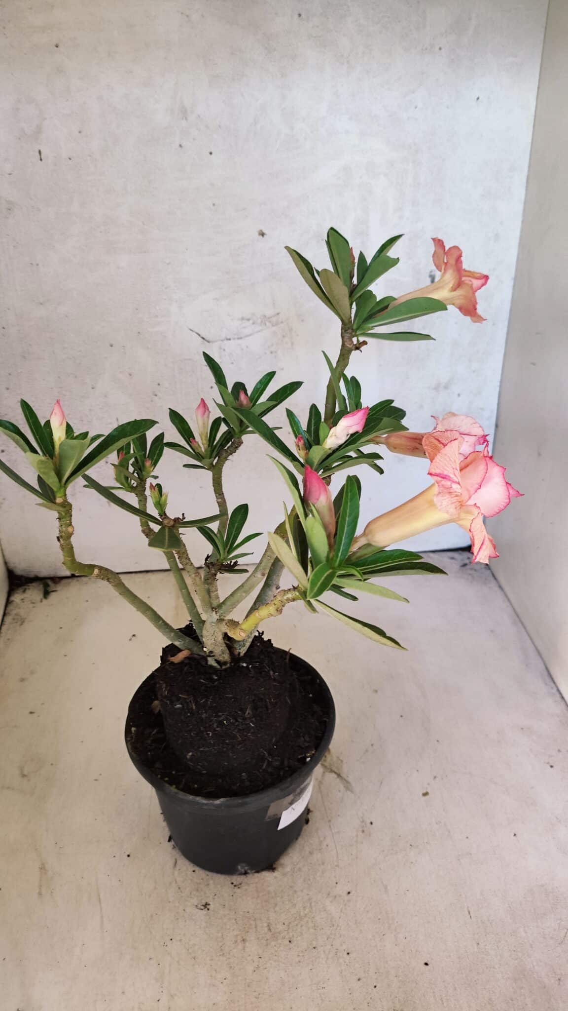 Planta Dobrada 3752 – 30cm – 03 anos - imagem 7