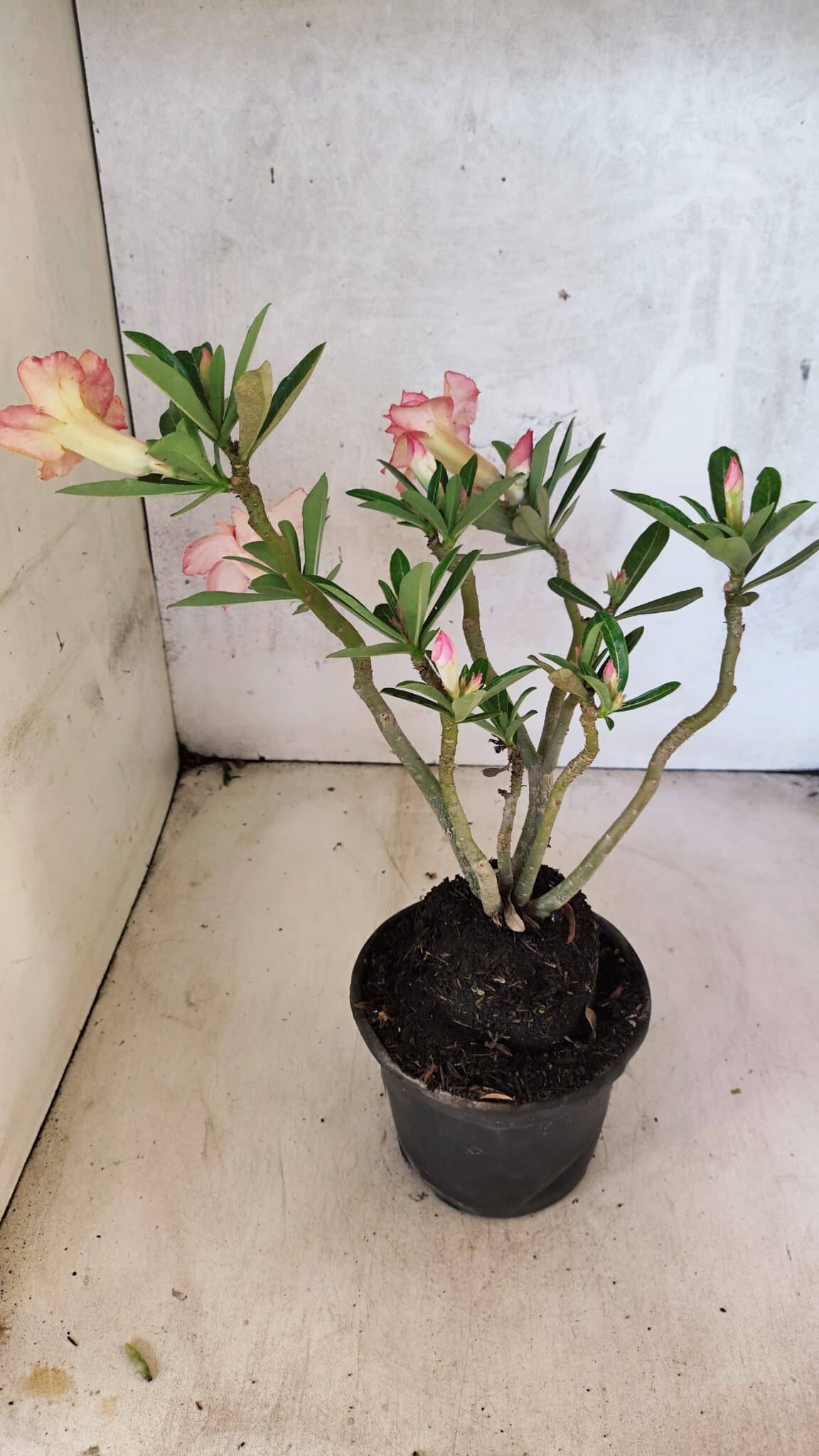 Planta Dobrada 3752 – 30cm – 03 anos - imagem 6