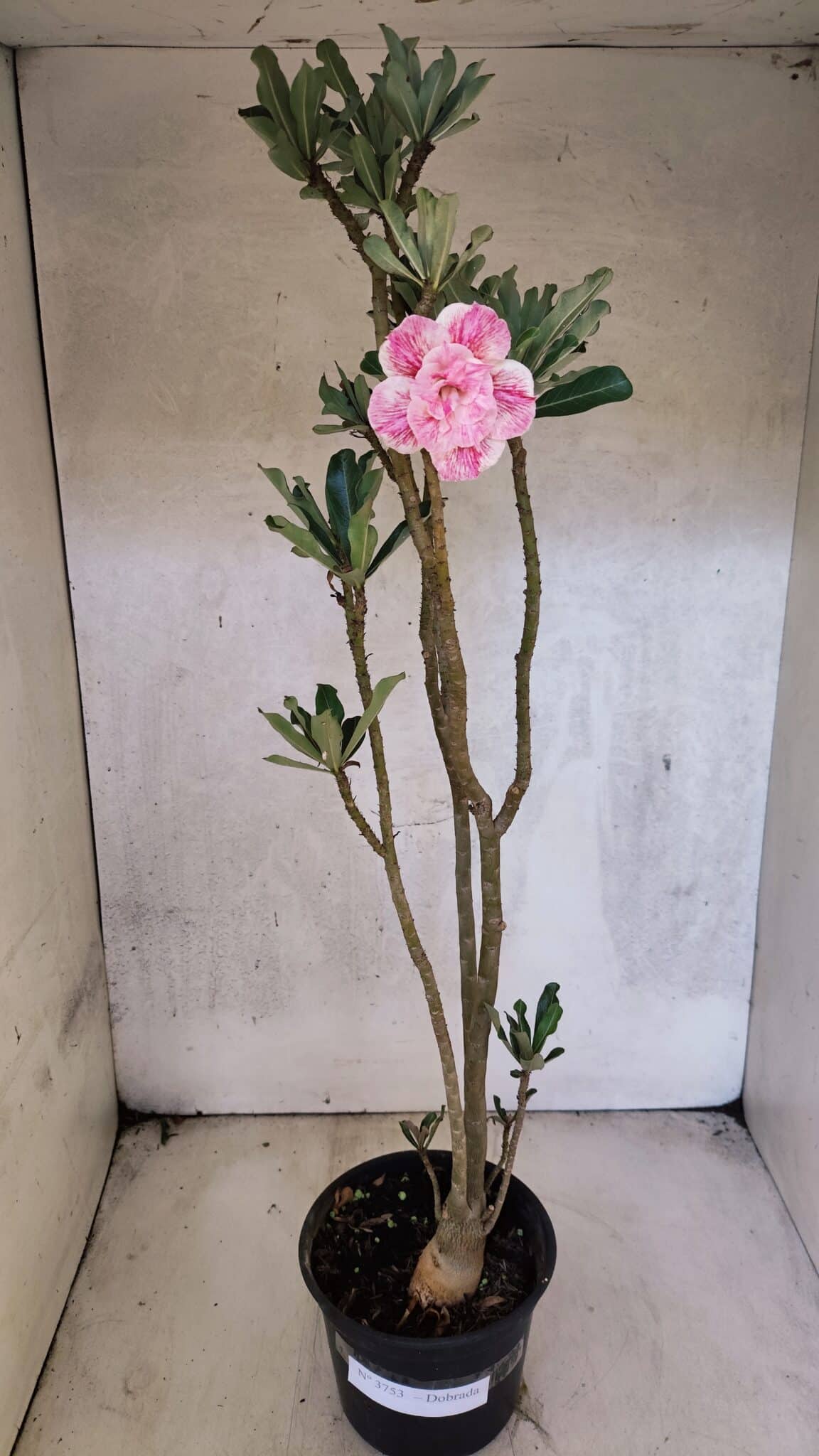 Planta Dobrada 3753 – 35cm – 03 anos - foto 2
