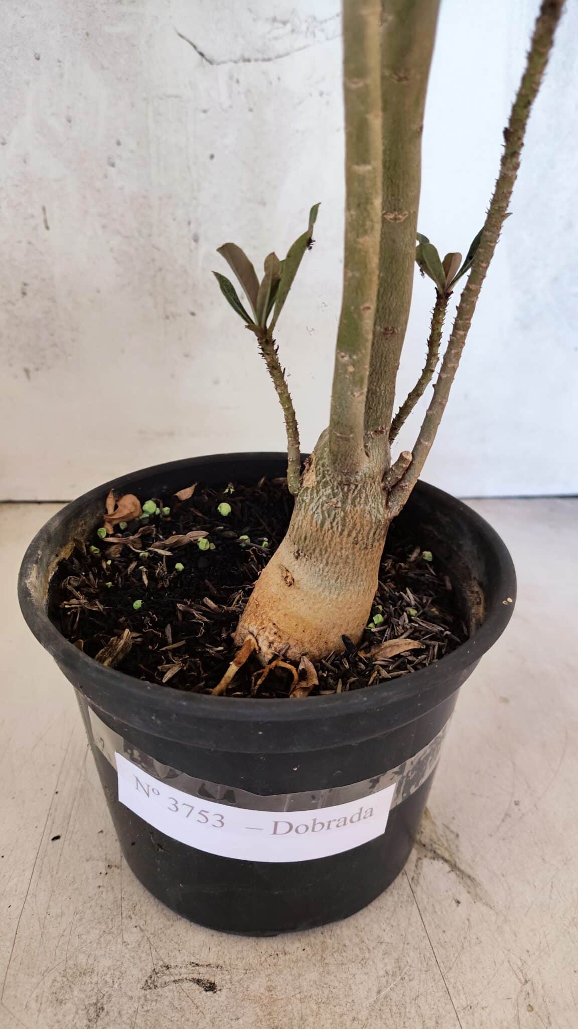 Planta Dobrada 3753 – 35cm – 03 anos - foto 7