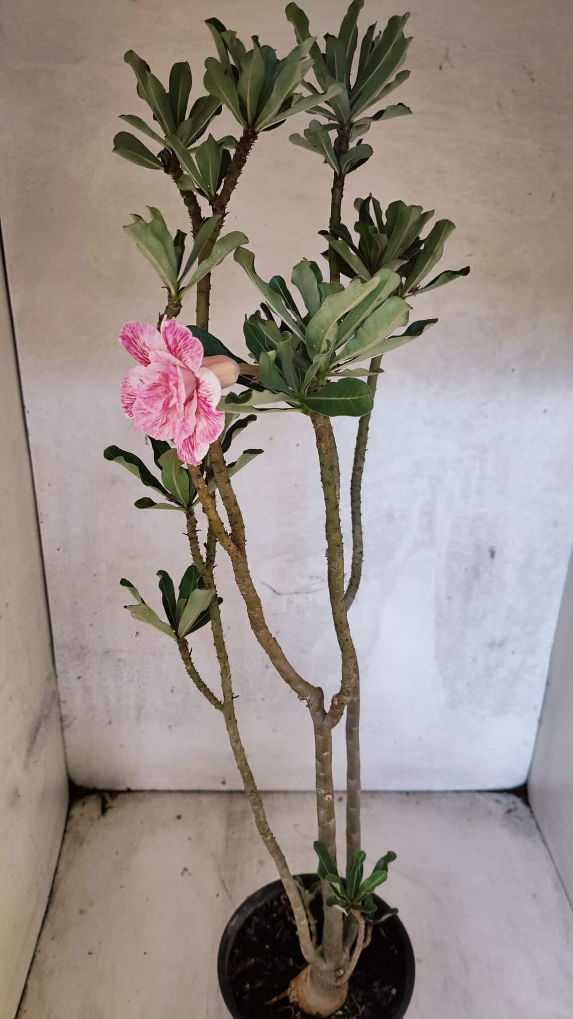 Planta Dobrada 3753 – 35cm – 03 anos - foto 6