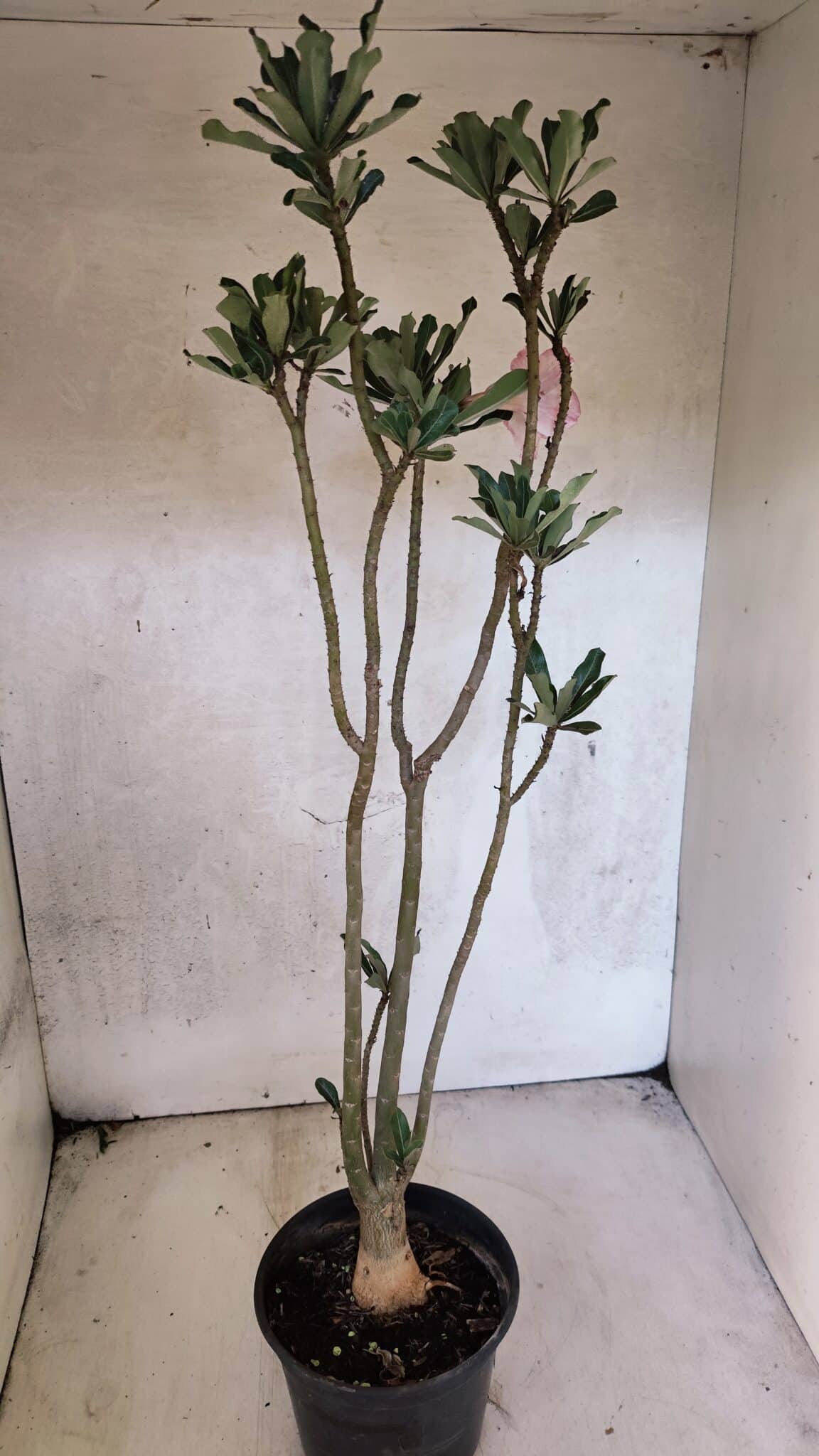 Planta Dobrada 3753 – 35cm – 03 anos - foto 5