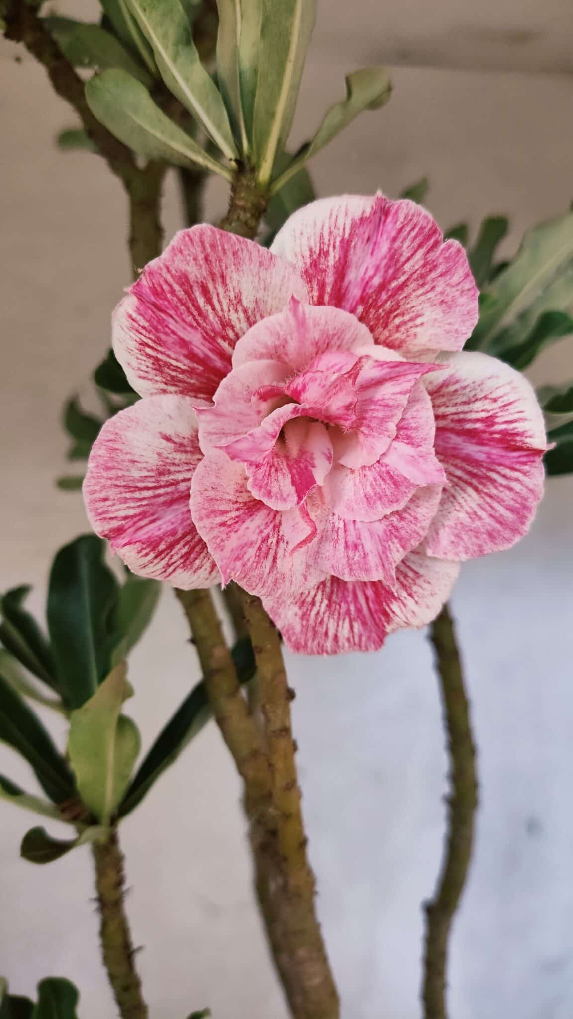 Planta Dobrada 3753 – 35cm – 03 anos - foto 3