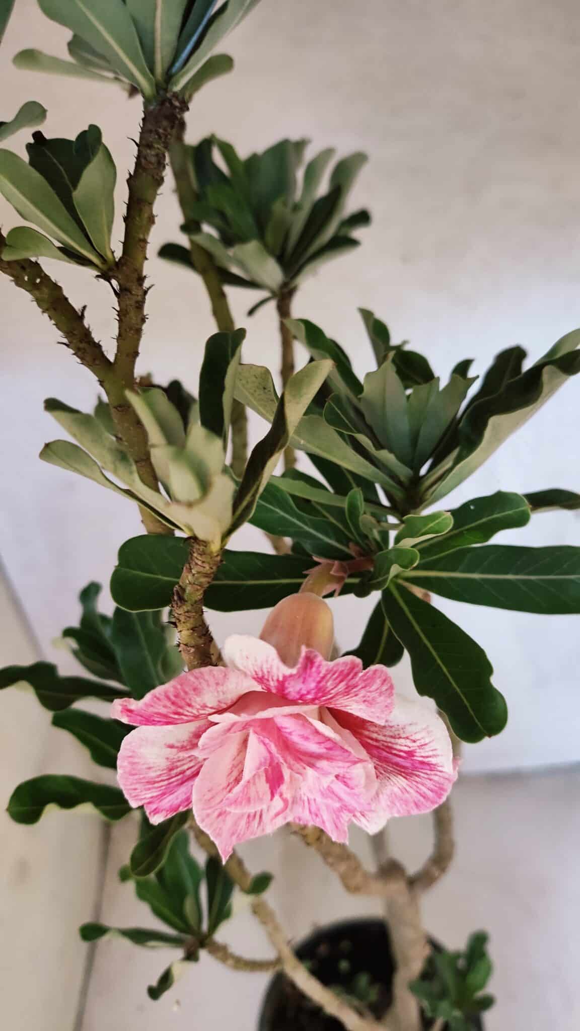 Planta Dobrada 3753 – 35cm – 03 anos - foto 4