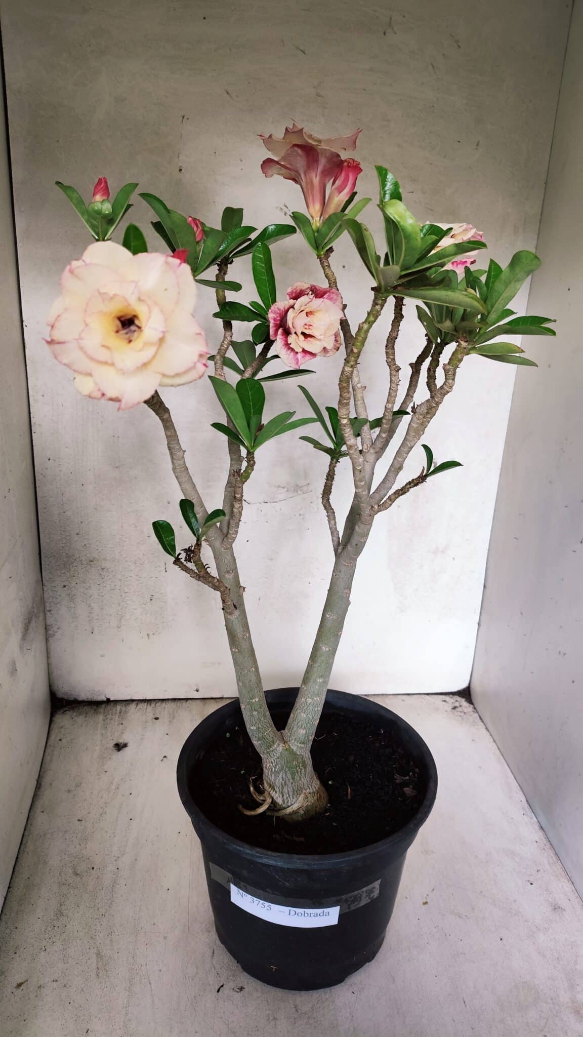 Planta Dobrada 3755 – 45cm – 04 anos - foto 2