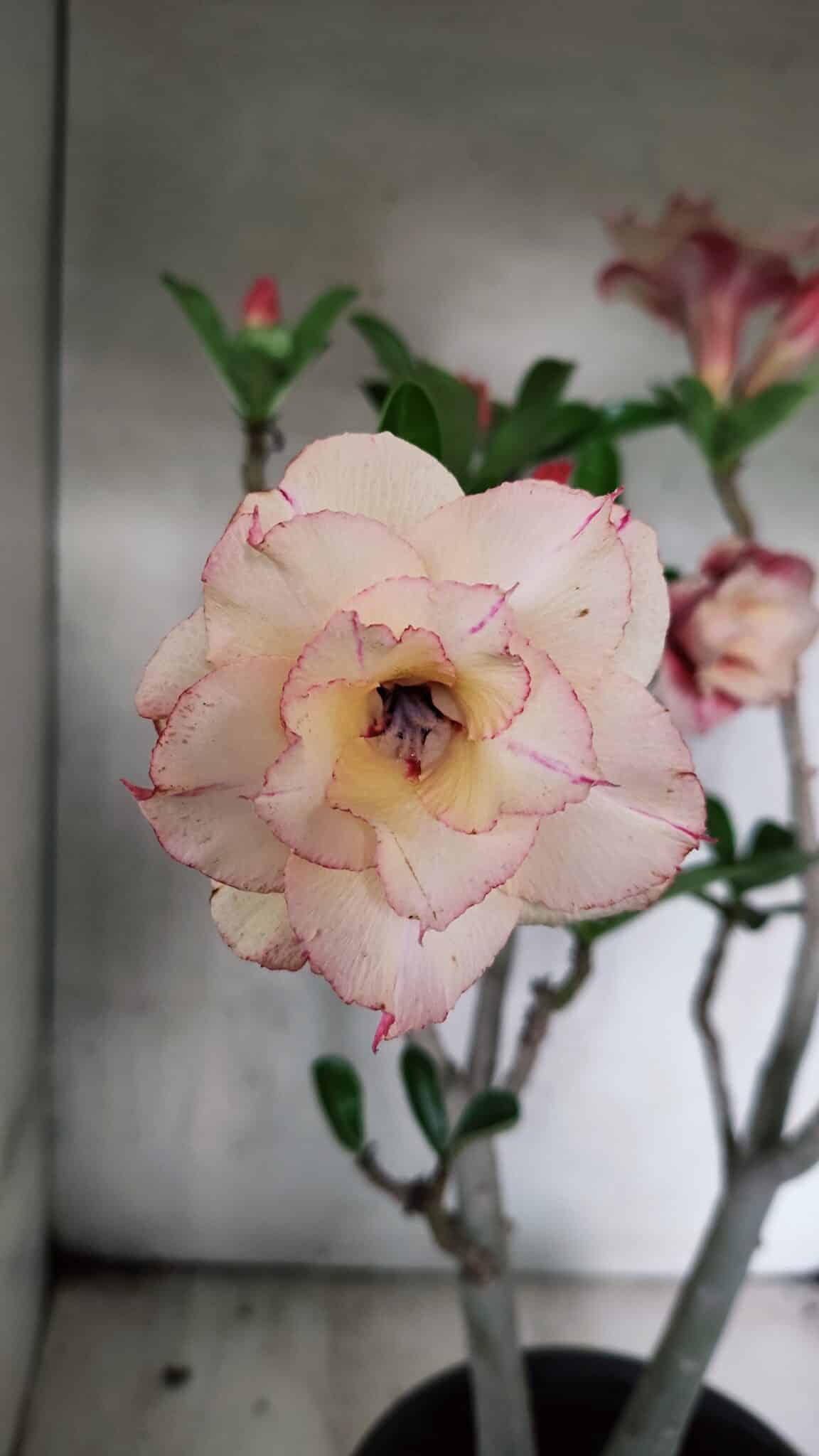 Planta Dobrada 3755 – 45cm – 04 anos - foto 3