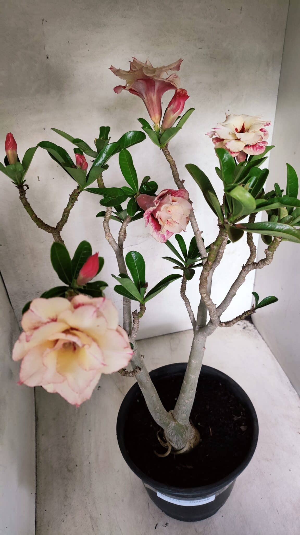 Planta Dobrada 3755 – 45cm – 04 anos - foto 4
