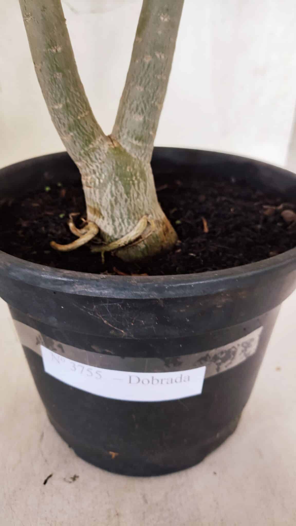 Planta Dobrada 3755 – 45cm – 04 anos - foto 8