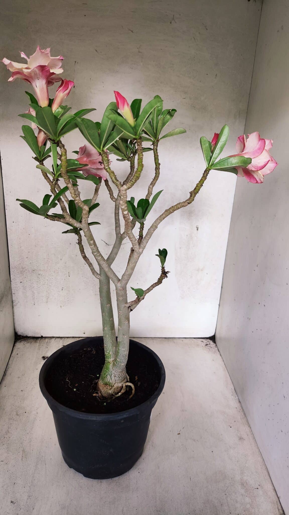 Planta Dobrada 3755 – 45cm – 04 anos - foto 7