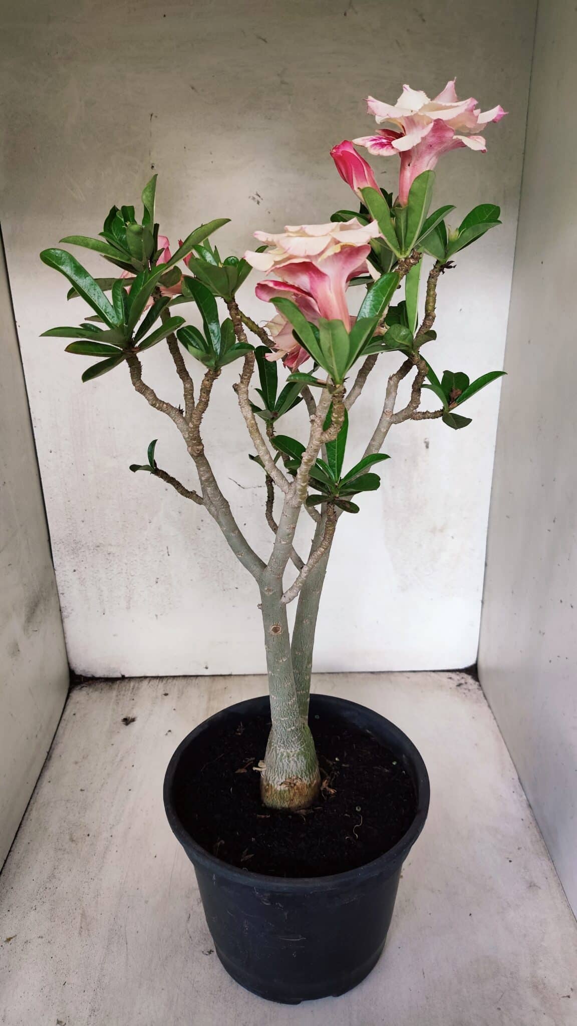 Planta Dobrada 3755 – 45cm – 04 anos - foto 6
