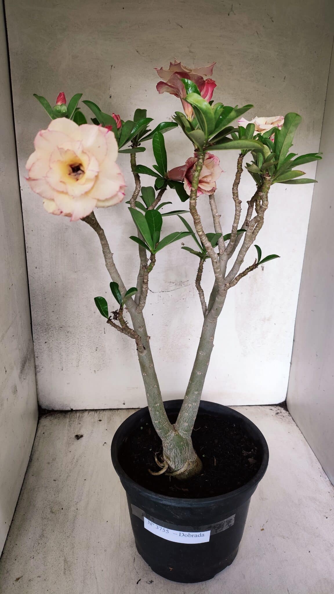 Planta Dobrada 3755 – 45cm – 04 anos - foto 5