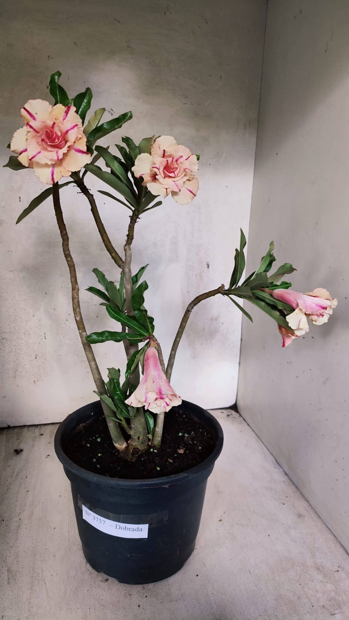 Planta Dobrada 3757 – 50cm – 04 anos - foto 2