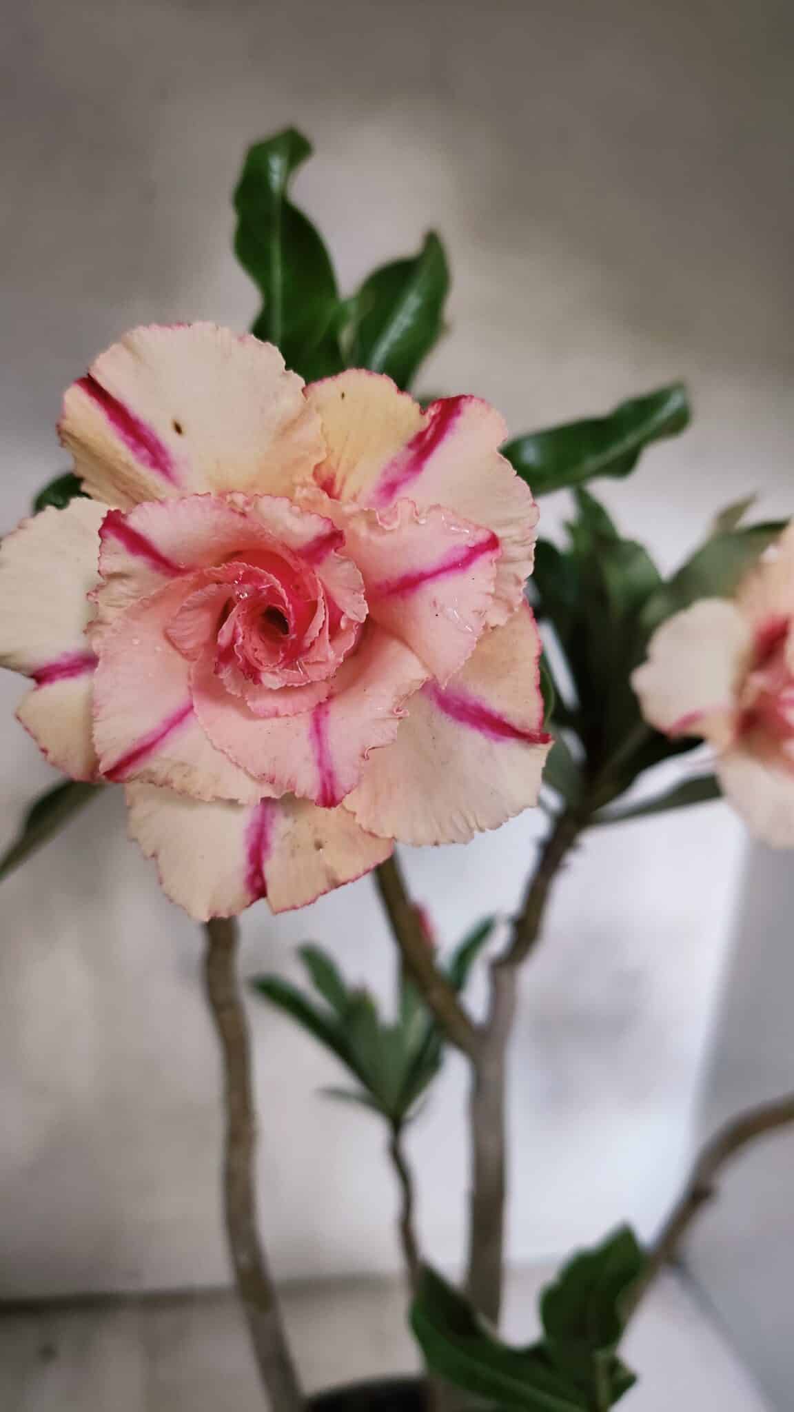 Planta Dobrada 3757 – 50cm – 04 anos - foto 5