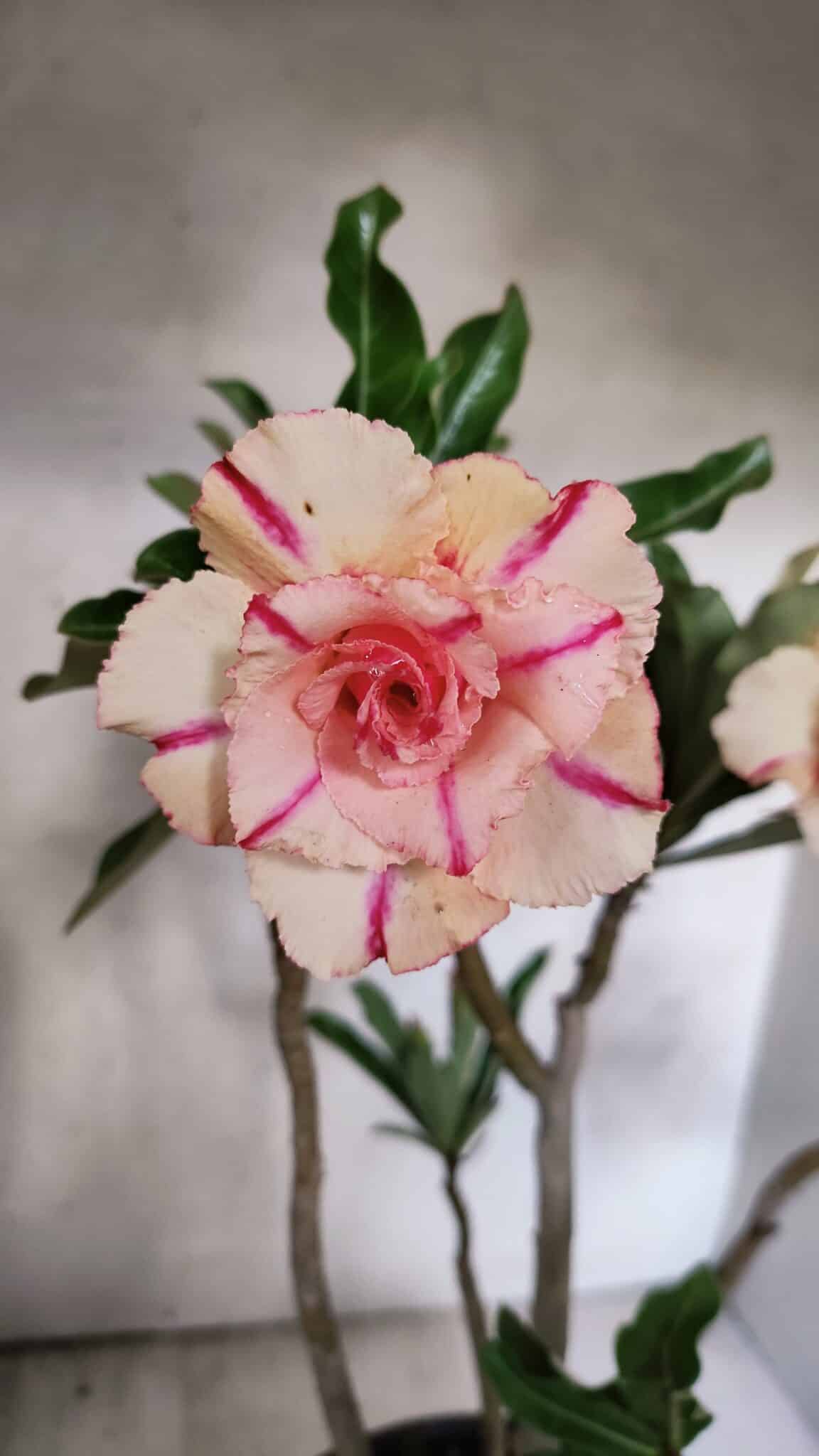 Planta Dobrada 3757 – 50cm – 04 anos - foto 3
