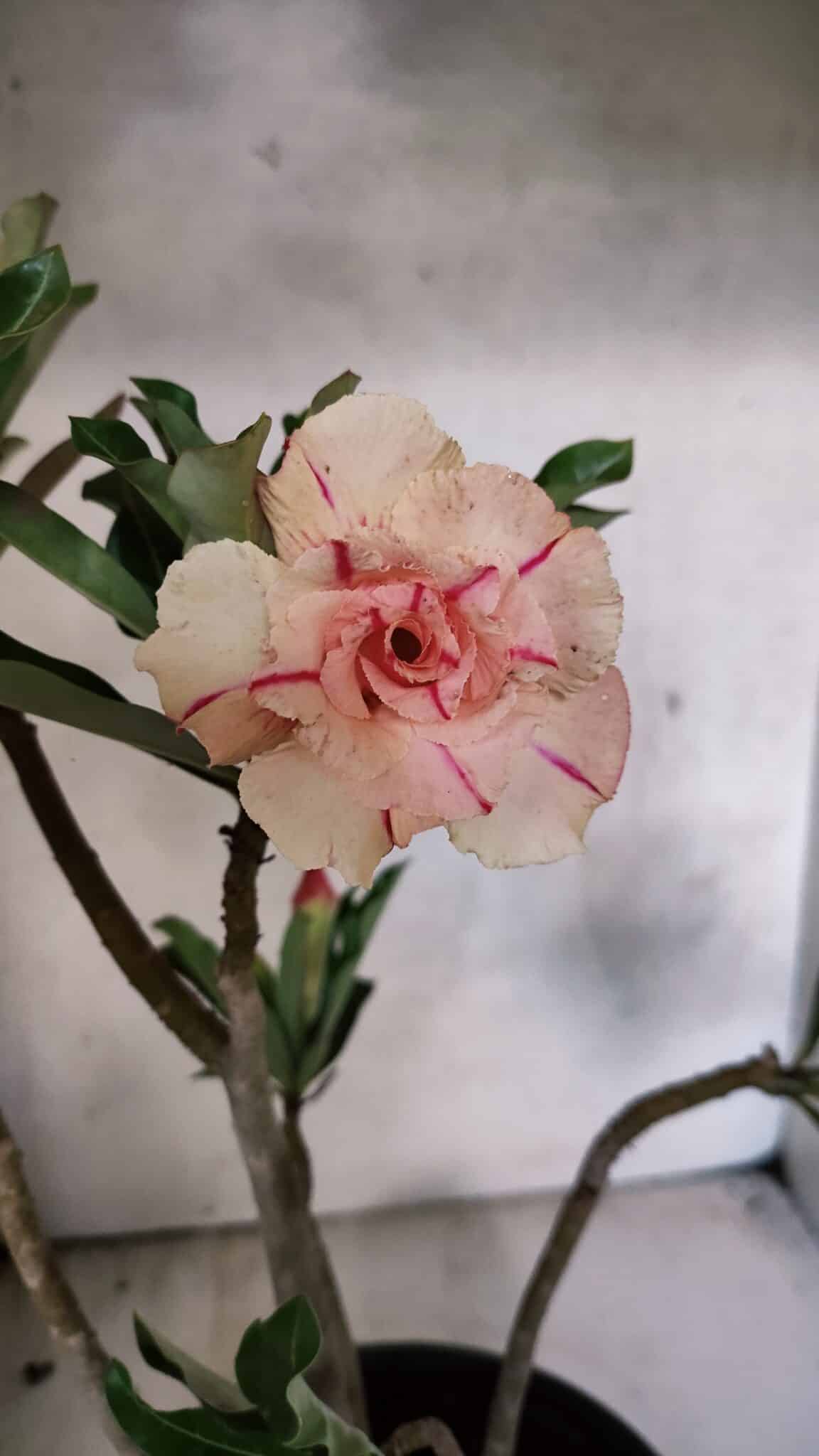 Planta Dobrada 3757 – 50cm – 04 anos - foto 4