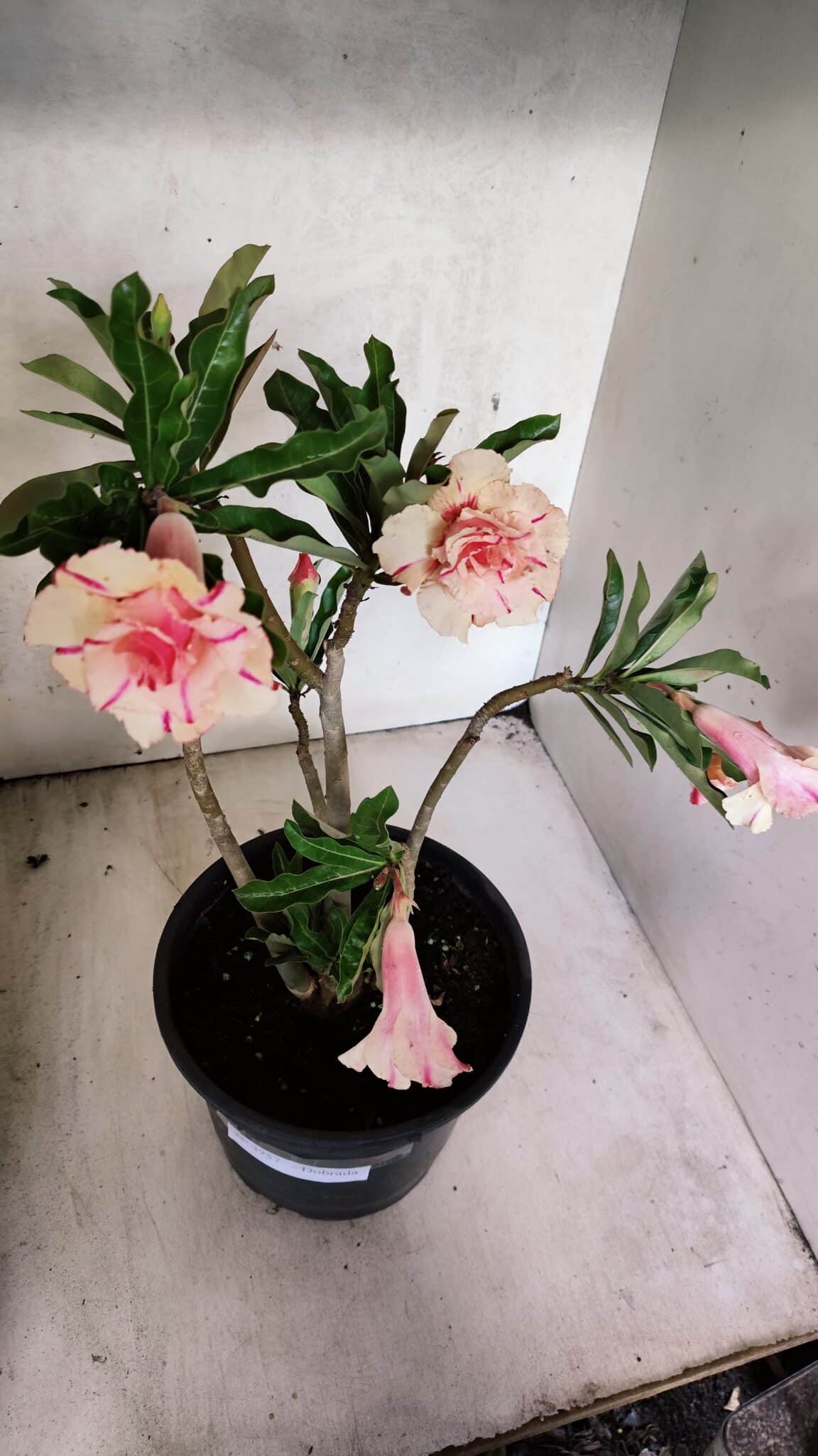Planta Dobrada 3757 – 50cm – 04 anos - foto 6