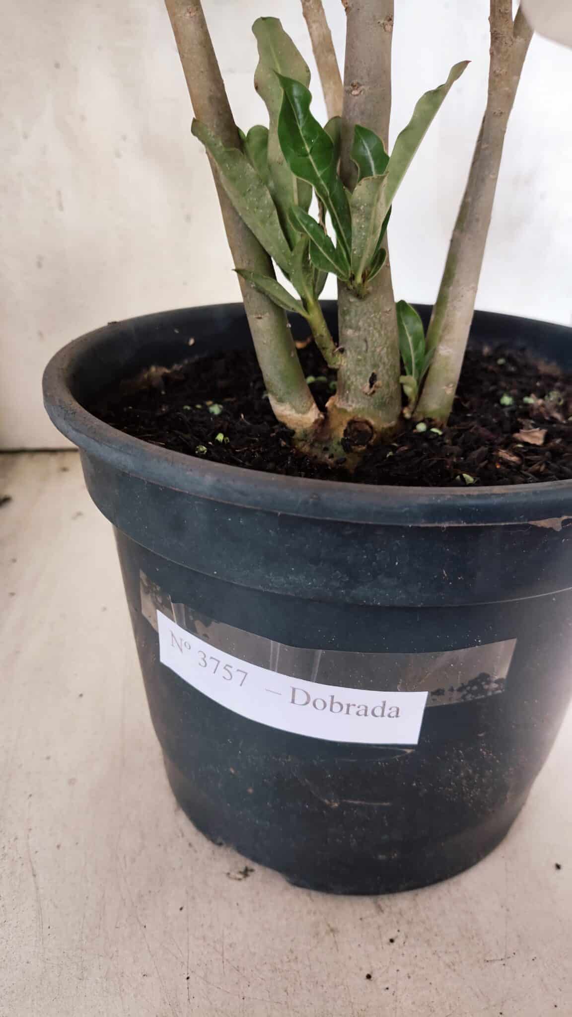 Planta Dobrada 3757 – 50cm – 04 anos - foto 9