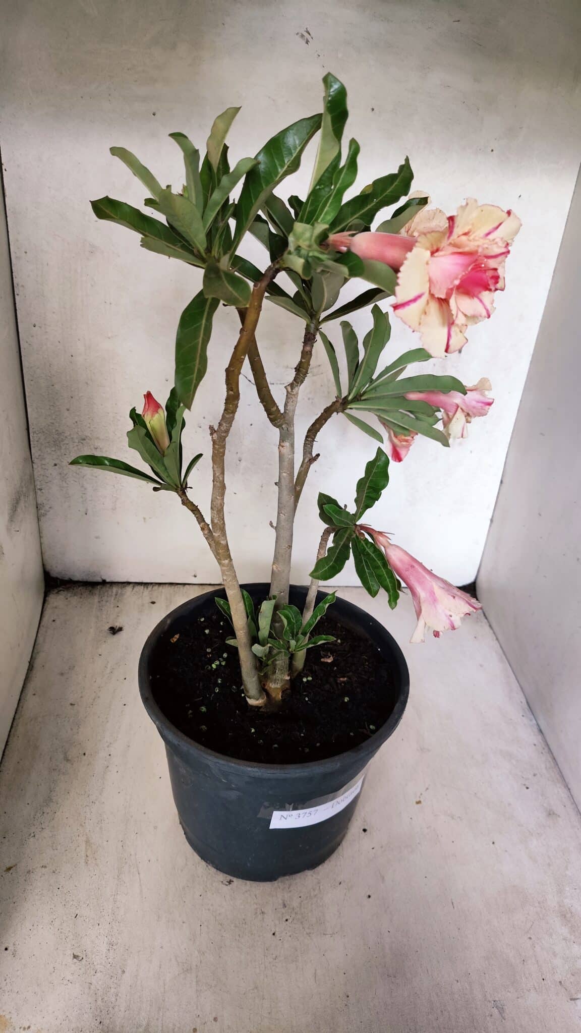 Planta Dobrada 3757 – 50cm – 04 anos - foto 8
