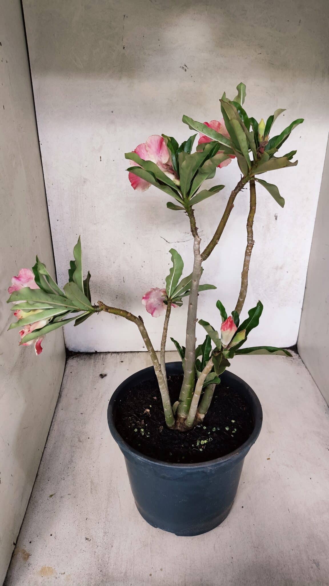 Planta Dobrada 3757 – 50cm – 04 anos - foto 7