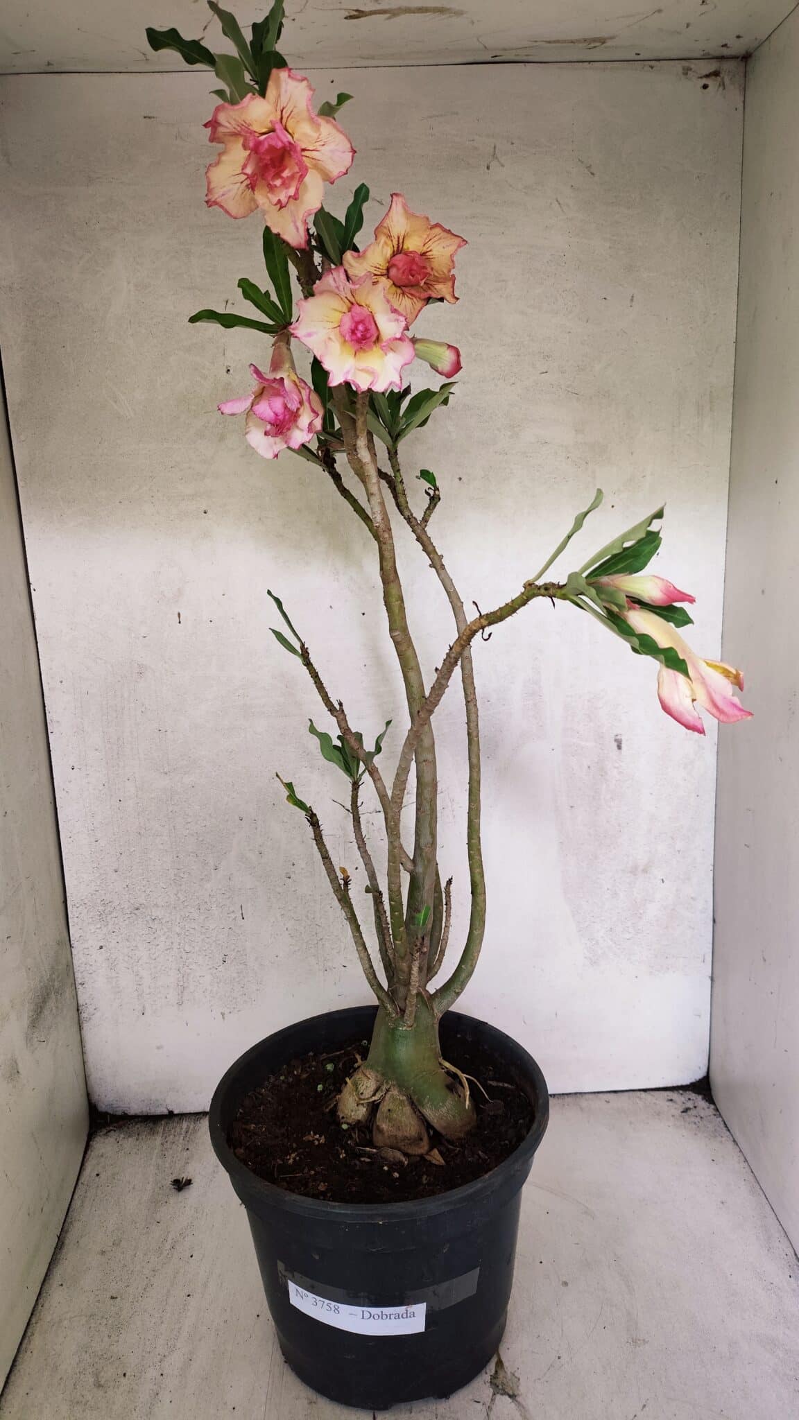 Planta Dobrada 3758 – 60cm – 04 anos - foto 2